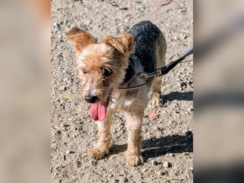 Toby wünscht sich ein Für-Immer-Zuhause