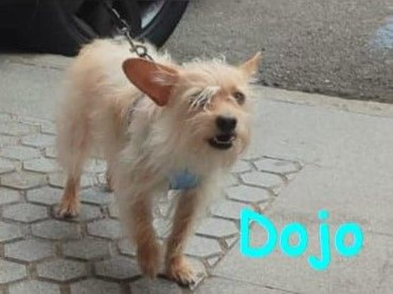 Dojo geb. 04/2023 (ESP) - menschenbezogener, kleiner Yorkshire Terrier-Mix!
