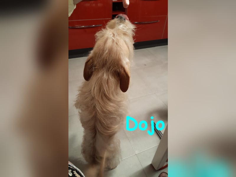 Dojo geb. 04/2023 (ESP) - menschenbezogener, kleiner Yorkshire Terrier-Mix!
