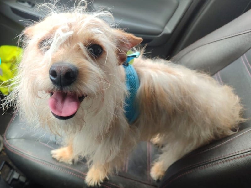 Dojo geb. 04/2023 (ESP) - menschenbezogener, kleiner Yorkshire Terrier-Mix!