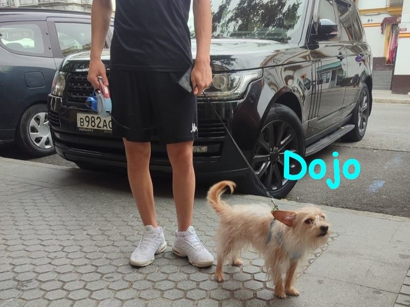 Dojo geb. 04/2023 (ESP) - menschenbezogener, kleiner Yorkshire Terrier-Mix!