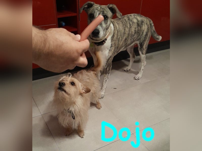 Dojo geb. 04/2023 (ESP) - menschenbezogener, kleiner Yorkshire Terrier-Mix!