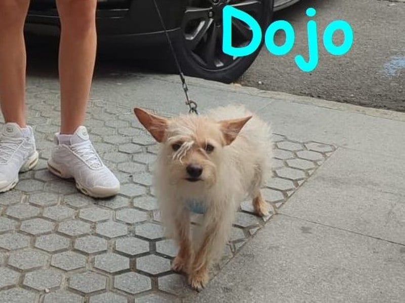 Dojo geb. 04/2023 (ESP) - menschenbezogener, kleiner Yorkshire Terrier-Mix!