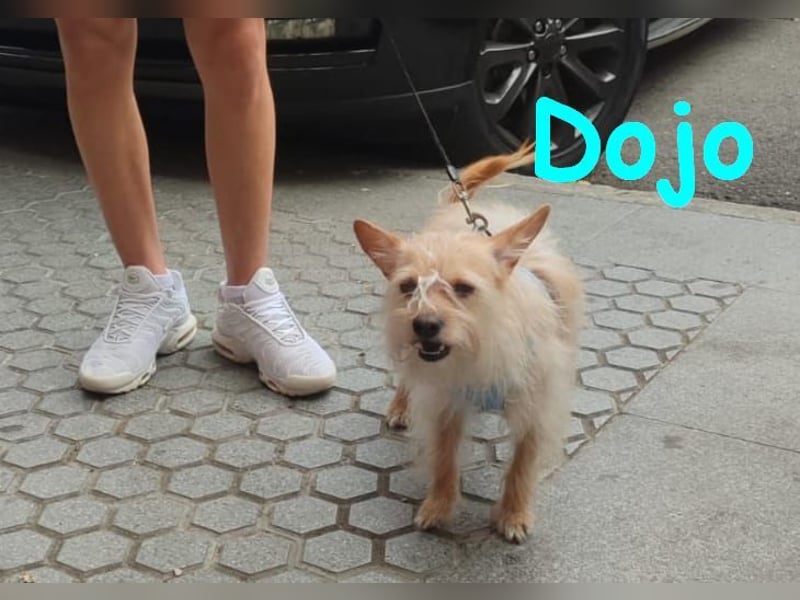 Dojo geb. 04/2023 (ESP) - menschenbezogener, kleiner Yorkshire Terrier-Mix!