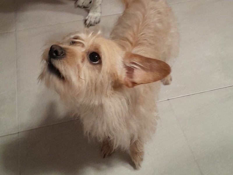 Dojo geb. 04/2023 (ESP) - menschenbezogener, kleiner Yorkshire Terrier-Mix!