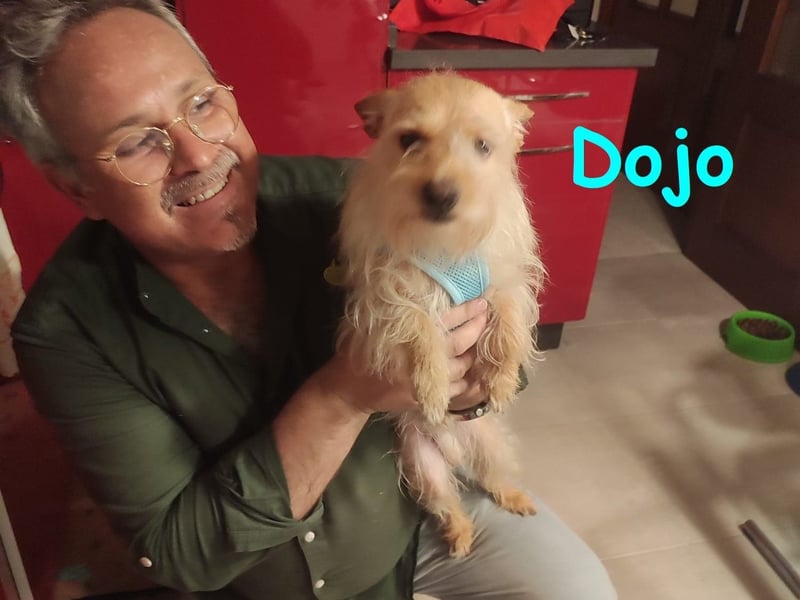 Dojo geb. 04/2023 (ESP) - menschenbezogener, kleiner Yorkshire Terrier-Mix!