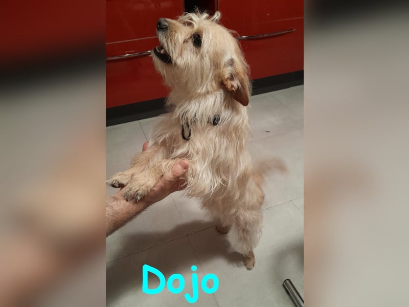 Dojo geb. 04/2023 (ESP) - menschenbezogener, kleiner Yorkshire Terrier-Mix!