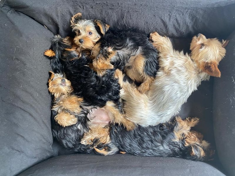 Yorkshire Terrier Welpen am 10.3.25 geboren ab 10.6.25 von privat zu verkaufen
