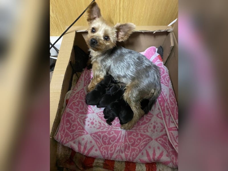 Yorkshire Terrier Welpen am 10.3.25 geboren ab 10.6.25 von privat zu verkaufen