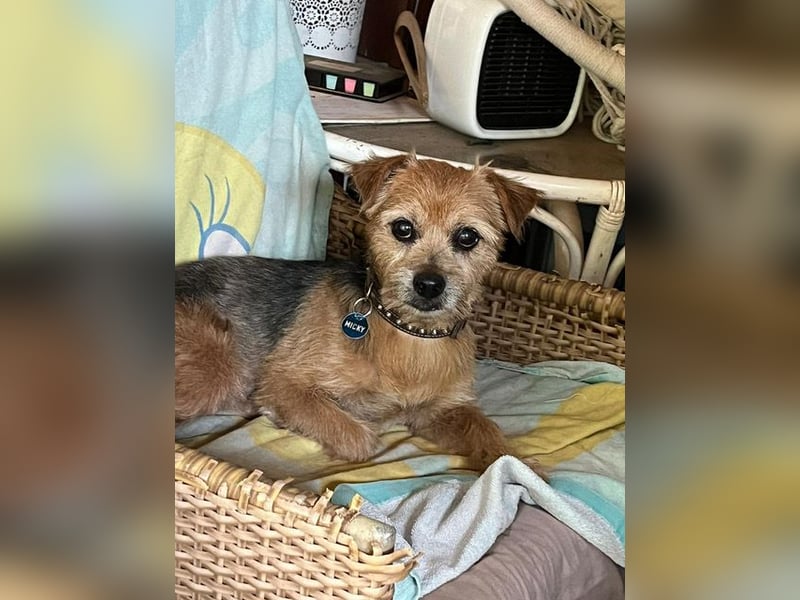 Micky ist ein Traumjunge und liebt das Leben