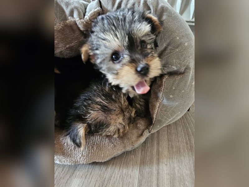 Yorkshire terrier rüde