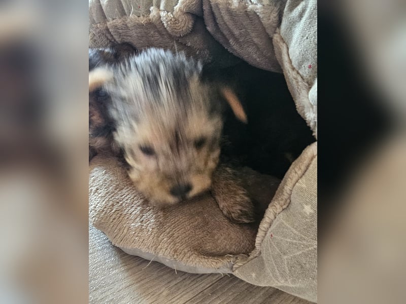 Yorkshire terrier männchen