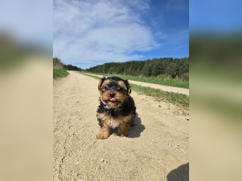 Reinrassige Yorkshire Terrier Welpen