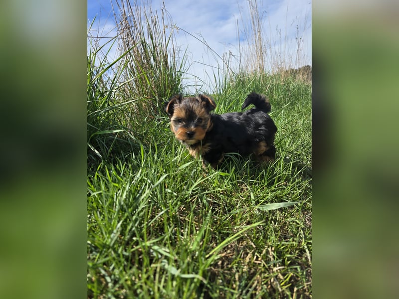 Reinrassige Yorkshire Terrier Welpen