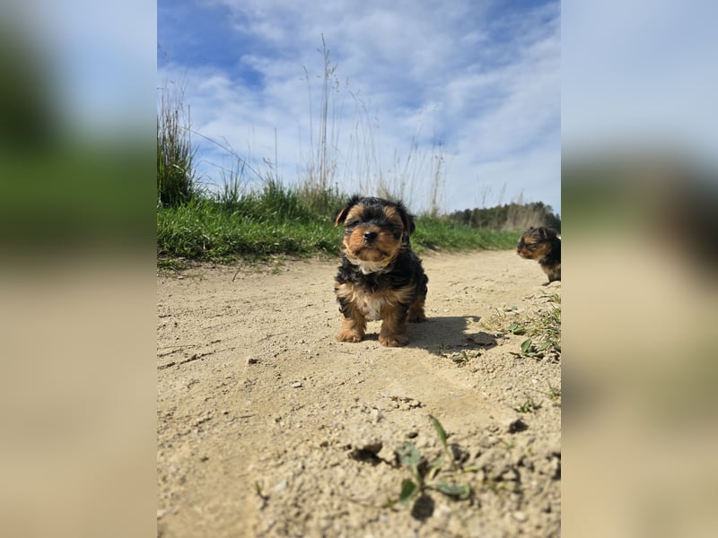 Reinrassige Yorkshire Terrier Welpen