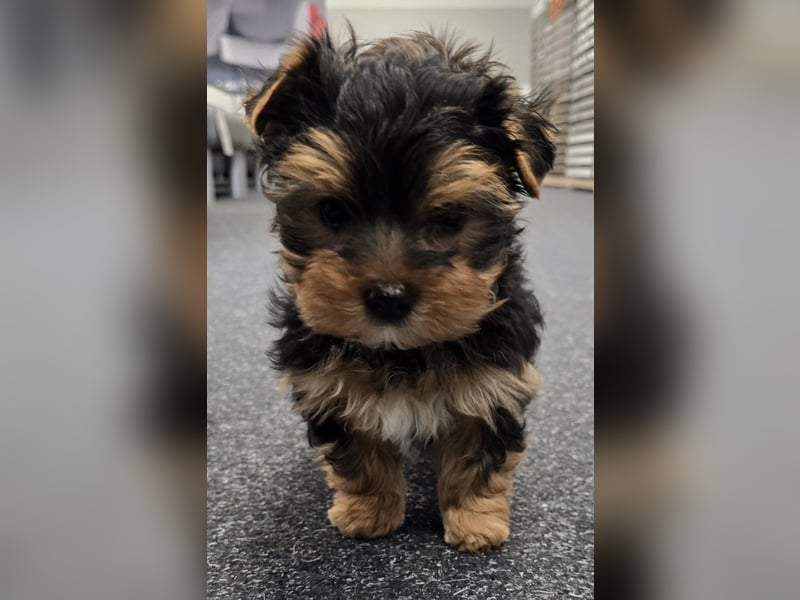 Reinrassige Yorkshire Terrier Welpen