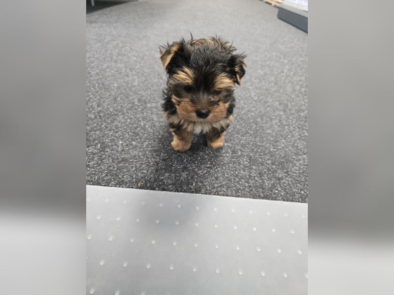 Reinrassige Yorkshire Terrier Welpen