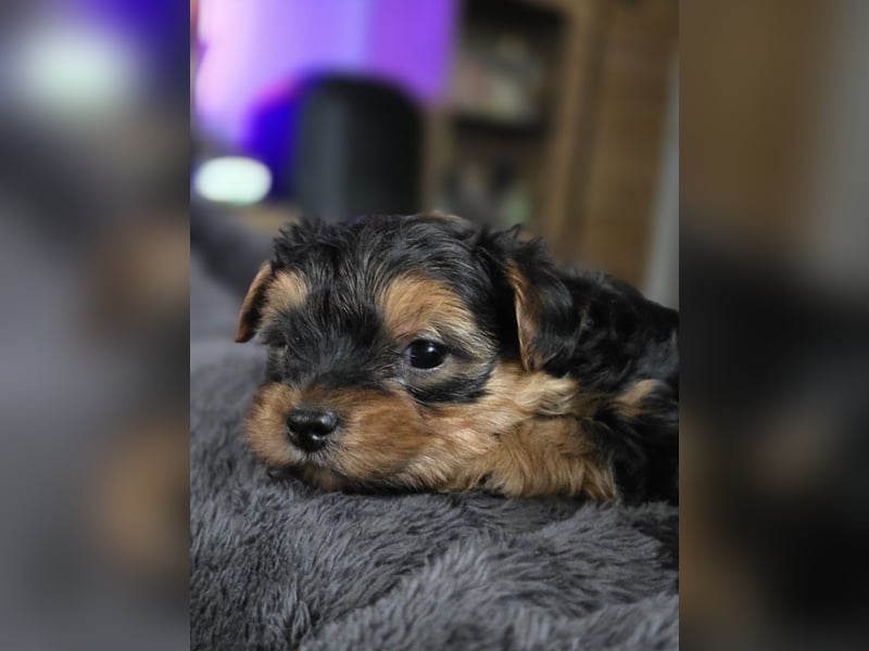Reinrassige Yorkshire Terrier Welpen