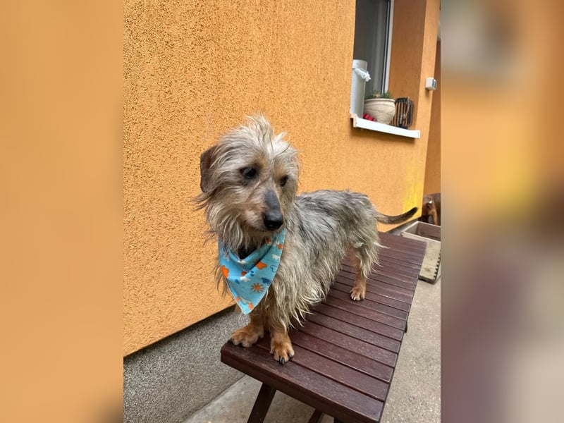Bert, sehr lieber und neugieriger Mischling, geb. 06/2024