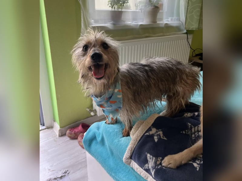 Bert, sehr lieber und neugieriger Mischling, geb. 06/2024