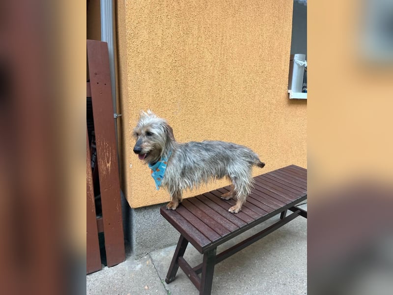 Bert, sehr lieber und neugieriger Mischling, geb. 06/2024