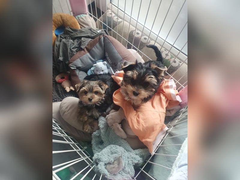 Yorkshire-Terrier Welpen suchen ihr für-immer-Zuhause