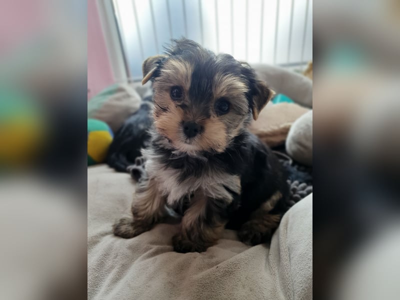 Wunderschöner Yorkshire-Terrier Rüde in allerbeste Hände zu verkaufen