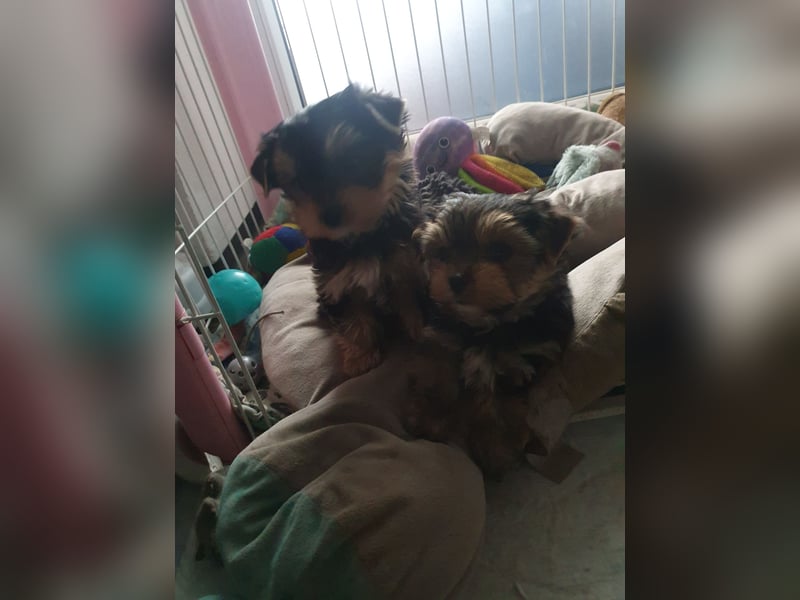 Wunderschöner Yorkshire-Terrier Rüde in allerbeste Hände zu verkaufen