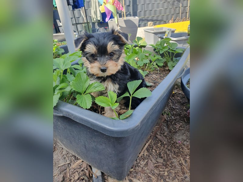 Yorkshire-Terrier Welpen suchen ihr für-immer-Zuhause