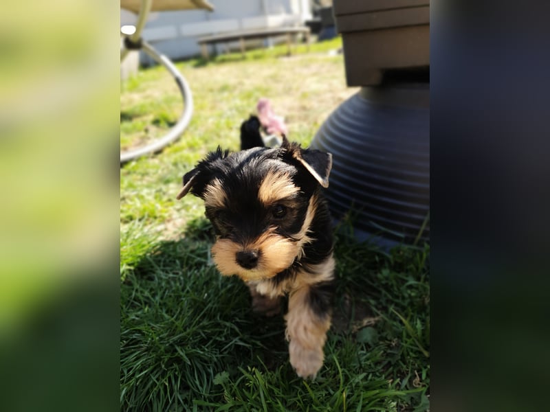 Wunderschöne Yorkshire-Terrier Welpen in allerbeste Hände zu verkaufen