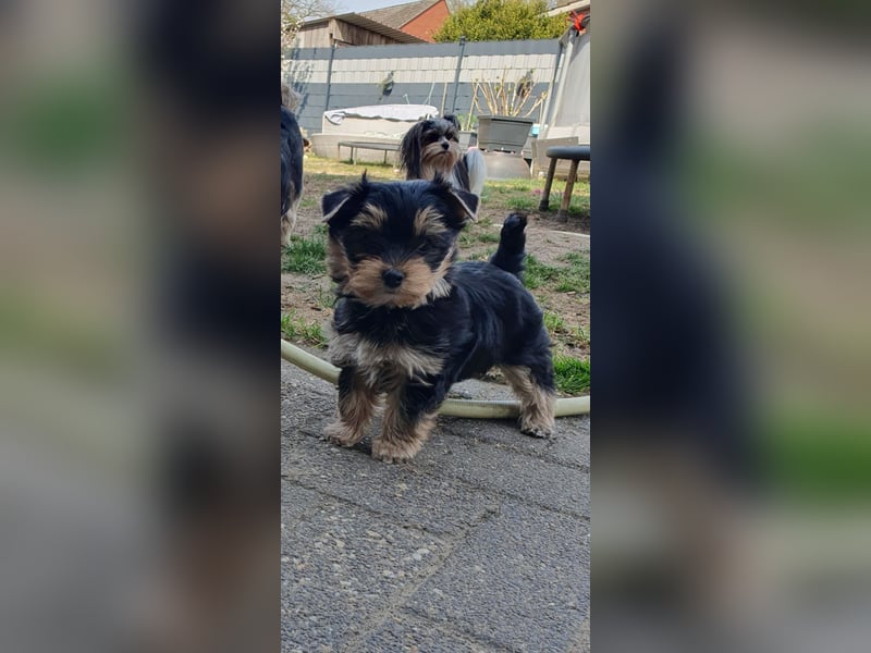 Wunderschöne Yorkshire-Terrier Welpen in allerbeste Hände zu verkaufen