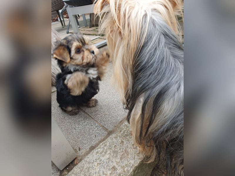 Wunderschöner Yorkshire-Terrier Rüde in allerbeste Hände zu verkaufen