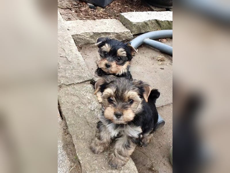 Wunderschöne Yorkshire-Terrier Welpen in allerbeste Hände zu verkaufen