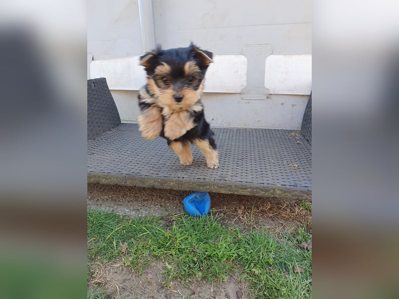 Wunderschöne Yorkshire-Terrier Welpen in allerbeste Hände zu verkaufen