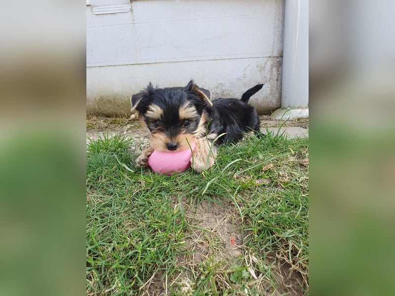 Wunderschöne Yorkshire-Terrier Welpen in allerbeste Hände zu verkaufen