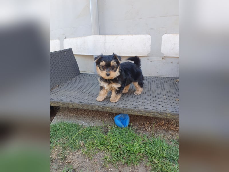 Liebenswerter Yorkshire-Terrier Rüde sucht seine für-immer-Familie