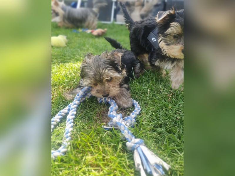 Yorkshire-Terrier Rüde mit großem Herz sucht seine für-immer-Familie