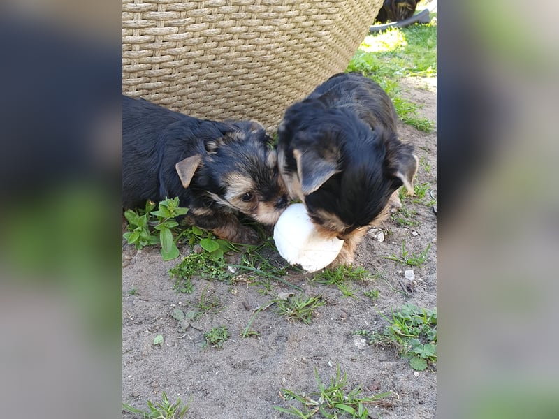 Wunderschöne Yorkshire-Terrier Welpen in allerbeste Hände zu verkaufen