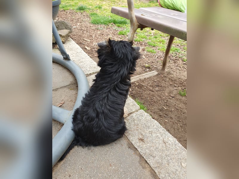 Liebenswerter Yorkshire-Terrier Rüde sucht seine für-immer-Familie