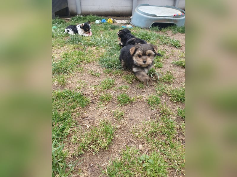 Yorkshire-Terrier Rüde mit großem Herz sucht seine für-immer-Familie