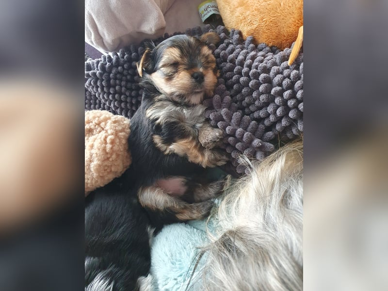 Wunderschöne Yorkshire-Terrier Welpen in allerbeste Hände zu verkaufen