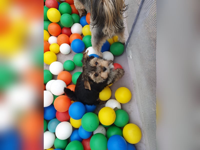 Wunderschöner Yorkshire-Terrier Rüde in allerbeste Hände zu verkaufen