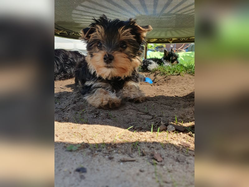 Wunderschöner Yorkshire-Terrier Rüde in allerbeste Hände zu verkaufen