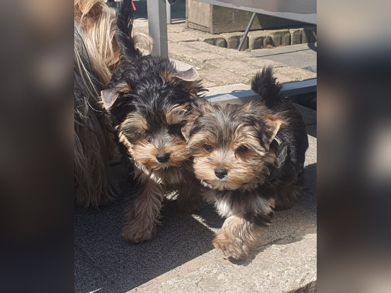 Yorkshire-Terrier Welpen suchen ihr für-immer-Zuhause