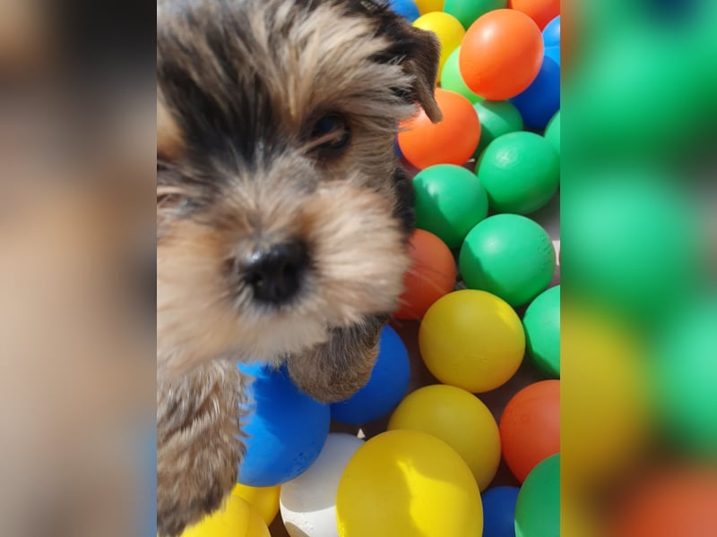 Yorkshire-Terrier Rüde mit großem Herz sucht seine für-immer-Familie