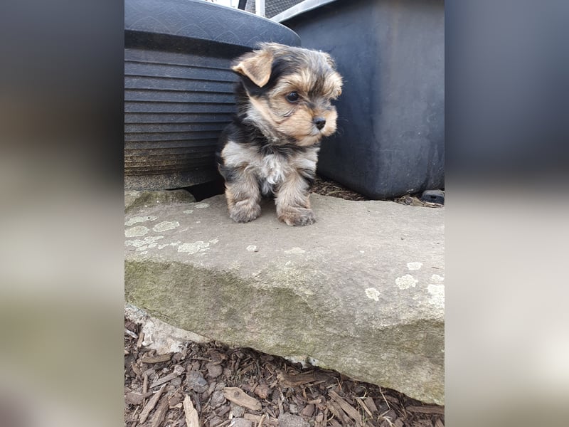 Wunderschöne Yorkshire-Terrier Welpen in allerbeste Hände zu verkaufen