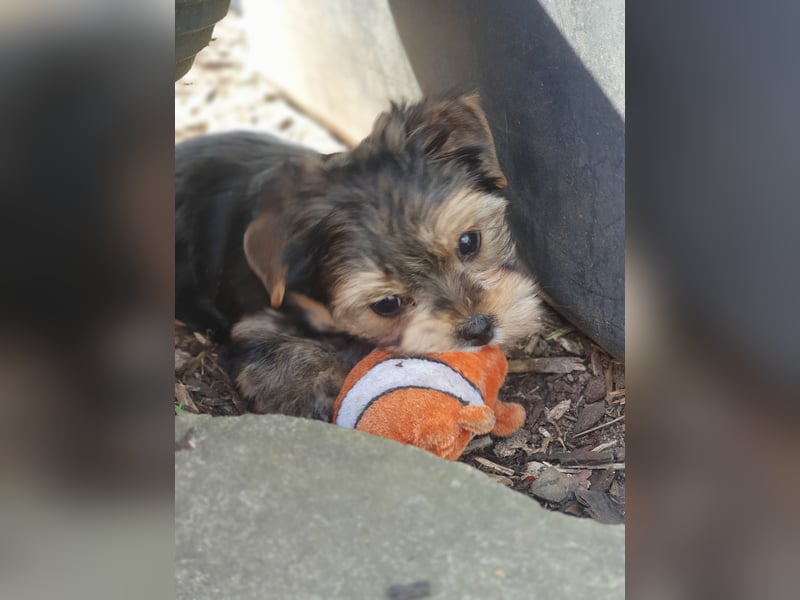 Yorkshire-Terrier Welpen suchen ihr für-immer-Zuhause