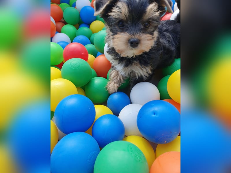Wunderschöner Yorkshire-Terrier Rüde in allerbeste Hände zu verkaufen