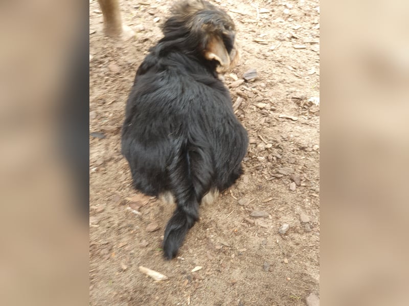 Yorkshire-Terrier Rüde mit großem Herz sucht seine für-immer-Familie