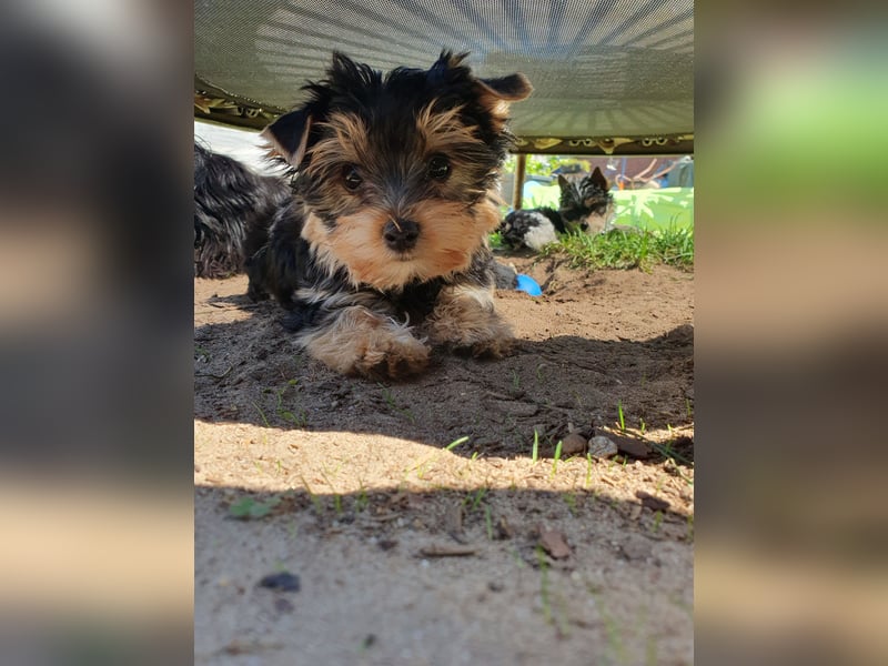 Liebenswerter Yorkshire-Terrier Rüde sucht seine für-immer-Familie